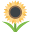 :sunflower: